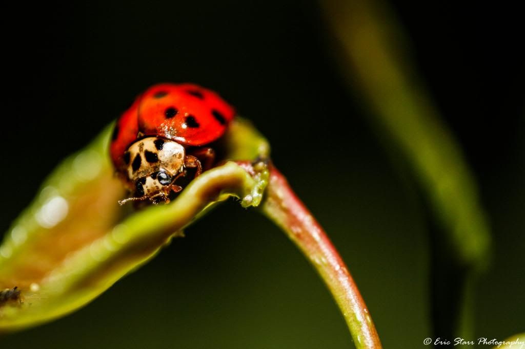 IMAGE: http://i1261.photobucket.com/albums/ii582/Eric_Starr/_MG_1115_zps609f9a1d.jpg