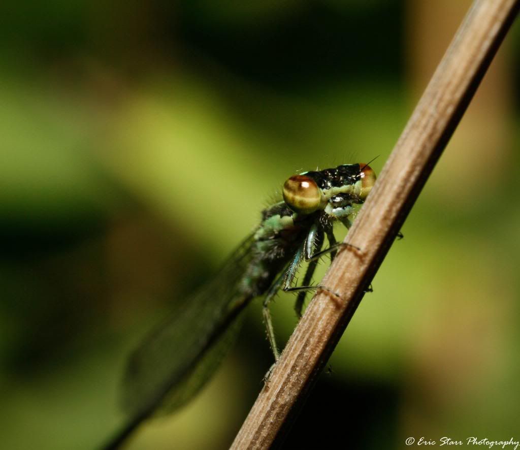 IMAGE: http://i1261.photobucket.com/albums/ii582/Eric_Starr/_MG_1180_zps269f099a.jpg