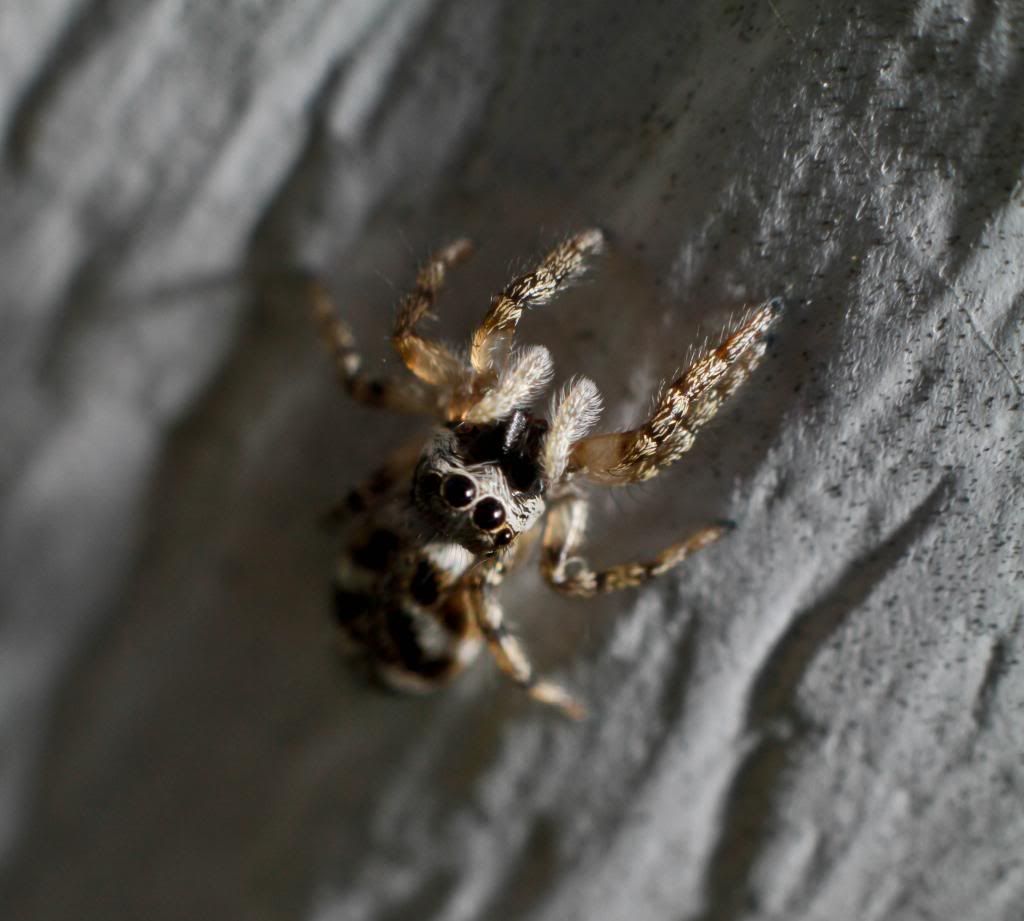 IMAGE: http://i1261.photobucket.com/albums/ii582/Eric_Starr/_MG_6595_zps4a98bde3.jpg