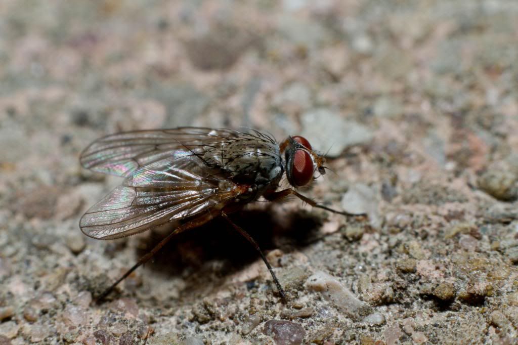 IMAGE: http://i1261.photobucket.com/albums/ii582/Eric_Starr/_MG_6700_zps76f0a17d.jpg