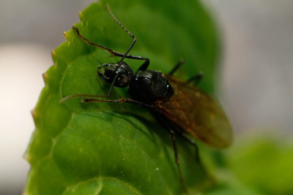 IMAGE: http://i1261.photobucket.com/albums/ii582/Eric_Starr/_MG_6703_zps63556c80.jpg