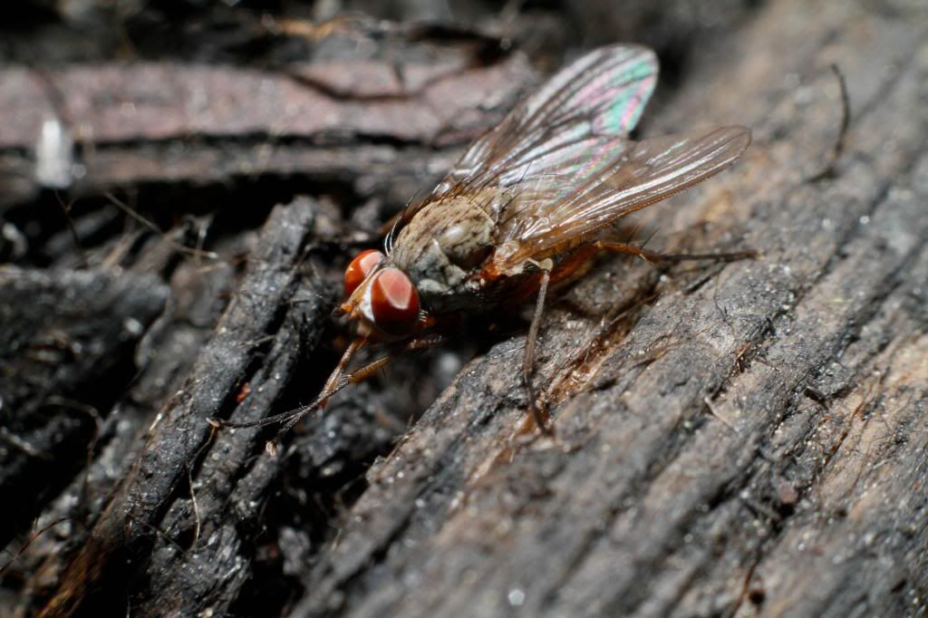 IMAGE: http://i1261.photobucket.com/albums/ii582/Eric_Starr/_MG_6708_zpsbcd44492.jpg