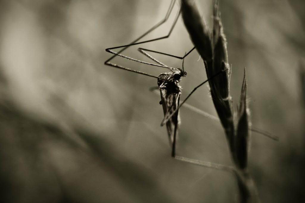 IMAGE: http://i1261.photobucket.com/albums/ii582/Eric_Starr/_MG_6716_zps80810691.jpg