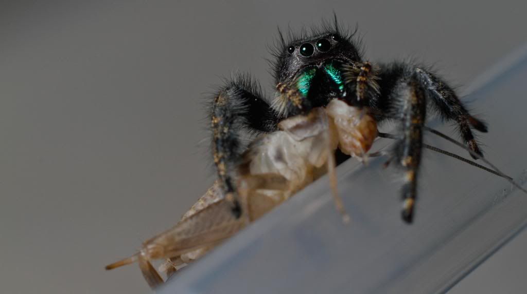 IMAGE: http://i1261.photobucket.com/albums/ii582/Eric_Starr/_MG_7989_zps38c1ba0d.jpg