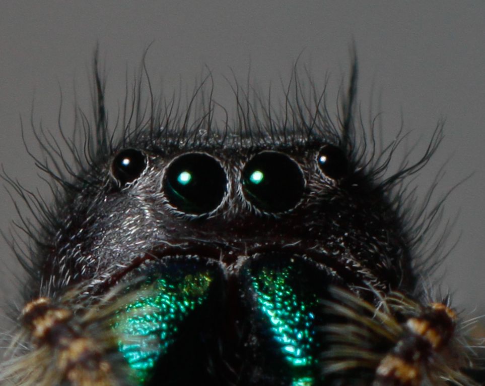 IMAGE: http://i1261.photobucket.com/albums/ii582/Eric_Starr/untitled-2_zps343977a5.jpg