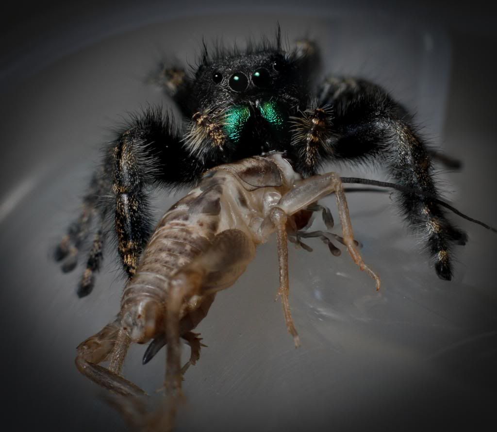 IMAGE: http://i1261.photobucket.com/albums/ii582/Eric_Starr/untitled-4_zps5278b324.jpg