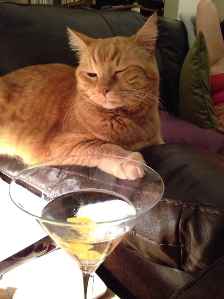 Belly. Lead Belly. r/cats