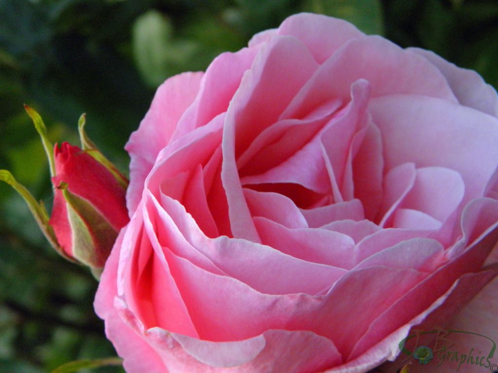 Pink Rose Pictures, Images and Photos