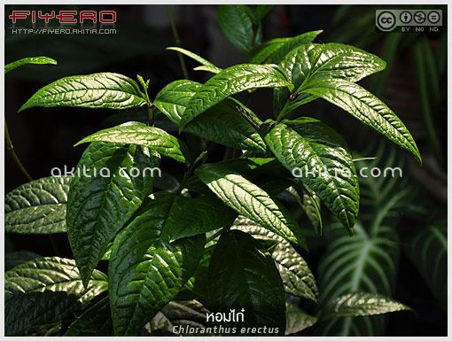 หอมไก๋, กระดูกไก่, หอมไก่, Chloranthus erectus, ไม้พุ่ม, ไม้ดอกหอม, ไม้ไทย, ไม้แปลก, ไม้หายาก, ไม้ดอก, ไม้ประดับ, ดอกสีขาว, ต้นไม้, ดอกไม้, aKitia.Com หอมไก๋, กระดูกไก่, หอมไก่, Chloranthus erectus, ไม้พุ่ม, ไม้ดอกหอม, ไม้ไทย, ไม้แปลก, ไม้หายาก, ไม้ดอก, ไม้ประดับ, ดอกสีขาว, ต้นไม้, ดอกไม้, aKitia.Com