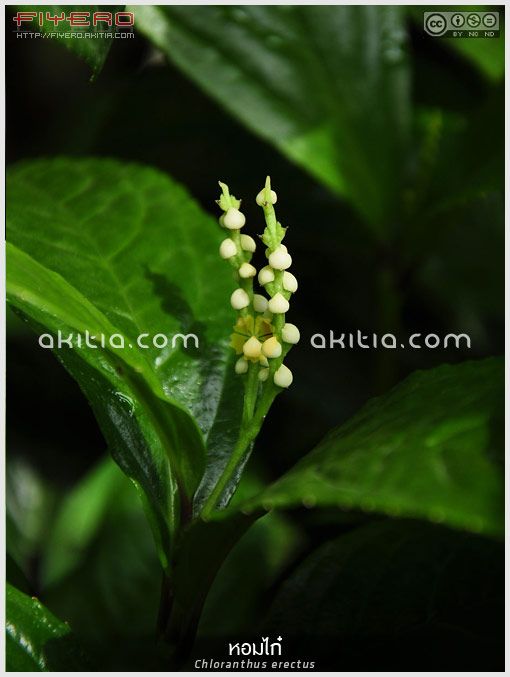 หอมไก๋, กระดูกไก่, หอมไก่, Chloranthus erectus, ไม้พุ่ม, ไม้ดอกหอม, ไม้ไทย, ไม้แปลก, ไม้หายาก, ไม้ดอก, ไม้ประดับ, ดอกสีขาว, ต้นไม้, ดอกไม้, aKitia.Com หอมไก๋, กระดูกไก่, หอมไก่, Chloranthus erectus, ไม้พุ่ม, ไม้ดอกหอม, ไม้ไทย, ไม้แปลก, ไม้หายาก, ไม้ดอก, ไม้ประดับ, ดอกสีขาว, ต้นไม้, ดอกไม้, aKitia.Com