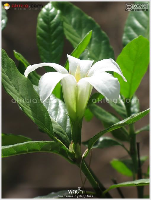 พุดน้ำ, Gardenia hydrophila, อุณากรรณ, ตึ่งตาใส, ไม้ดอกหอม, ไม้พุ่ม, ดอกสีขาว, ไม้แปลก, aKitia.Com พุดน้ำ, Gardenia hydrophila, อุณากรรณ, ตึ่งตาใส, ไม้ดอกหอม, ไม้พุ่ม, ดอกสีขาว, ไม้แปลก, aKitia.Com