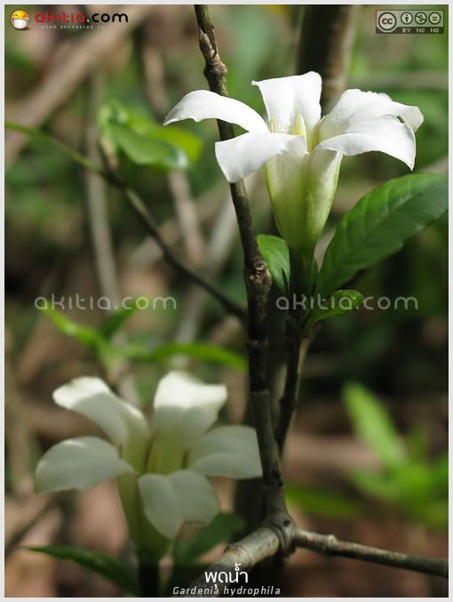พุดน้ำ, Gardenia hydrophila, อุณากรรณ, ตึ่งตาใส, ไม้ดอกหอม, ไม้พุ่ม, ดอกสีขาว, ไม้แปลก, aKitia.Com พุดน้ำ, Gardenia hydrophila, อุณากรรณ, ตึ่งตาใส, ไม้ดอกหอม, ไม้พุ่ม, ดอกสีขาว, ไม้แปลก, aKitia.Com