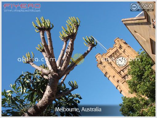 ต้นไม้, เมลเบิร์น, เมลเบอร์น, Melbourne, ออสเตรเลีย, Australia, ไม้นอก, สวนต้นไม้, สวนสาธารณะ , ไม้แปลก, ดอกไม้, aKitia.Com ต้นไม้, เมลเบิร์น, เมลเบอร์น, Melbourne, ออสเตรเลีย, Australia, ไม้นอก, สวนต้นไม้, สวนสาธารณะ , ไม้แปลก, ดอกไม้, aKitia.Com
