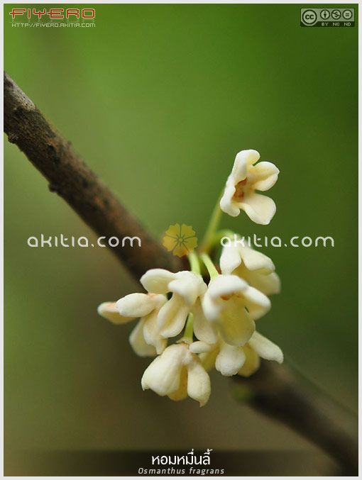 หอมหมื่นลี้, ดอกหอมหมื่นลี้, สารภีอ่างกา, สารภีฝรั่ง, Osmanthus fragrans, Tea Olive, Fragrant Olive, Sweet Olive, ไม้ดอกหอม, ดอกสีขาว, ไม้เมืองหนาว, ไม้พุ่ม, ไม้ดอก, ไม้ประดับ, ต้นไม้, ดอกไม้, aKitia.Com หอมหมื่นลี้, ดอกหอมหมื่นลี้, สารภีอ่างกา, สารภีฝรั่ง, Osmanthus fragrans, Tea Olive, Fragrant Olive, Sweet Olive, ไม้ดอกหอม, ดอกสีขาว, ไม้เมืองหนาว, ไม้พุ่ม, ไม้ดอก, ไม้ประดับ, ต้นไม้, ดอกไม้, aKitia.Com