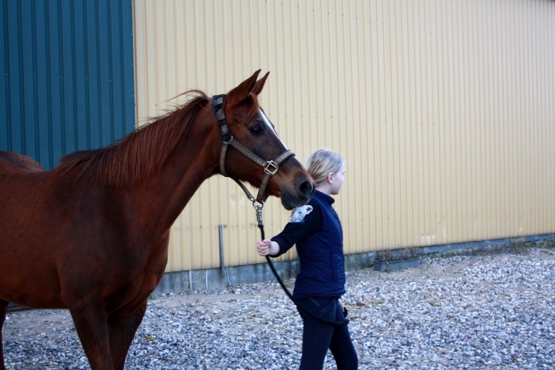 photo hest_zpsj942tbje.jpg
