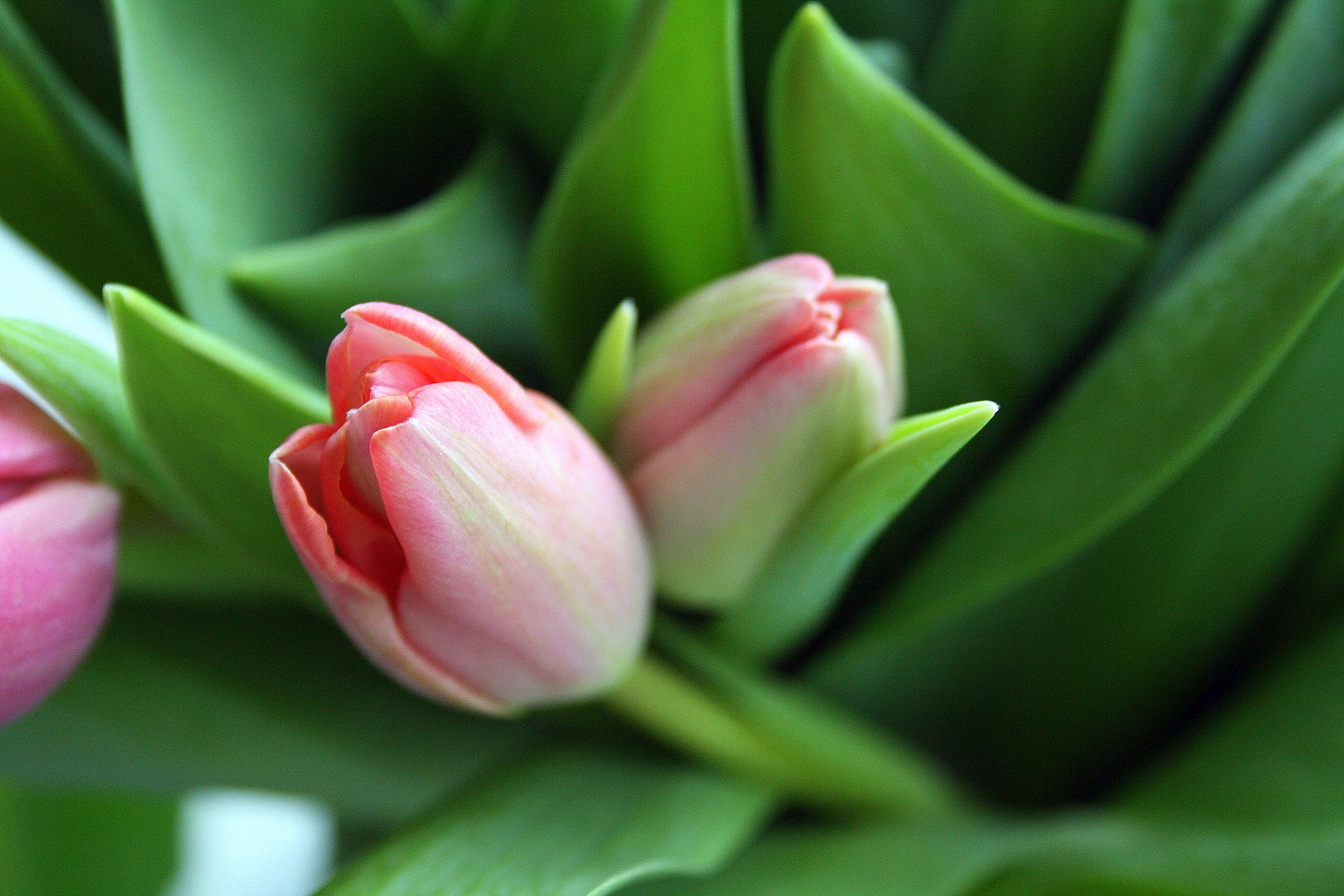 photo tulips2_zps69c0e2f9.jpg