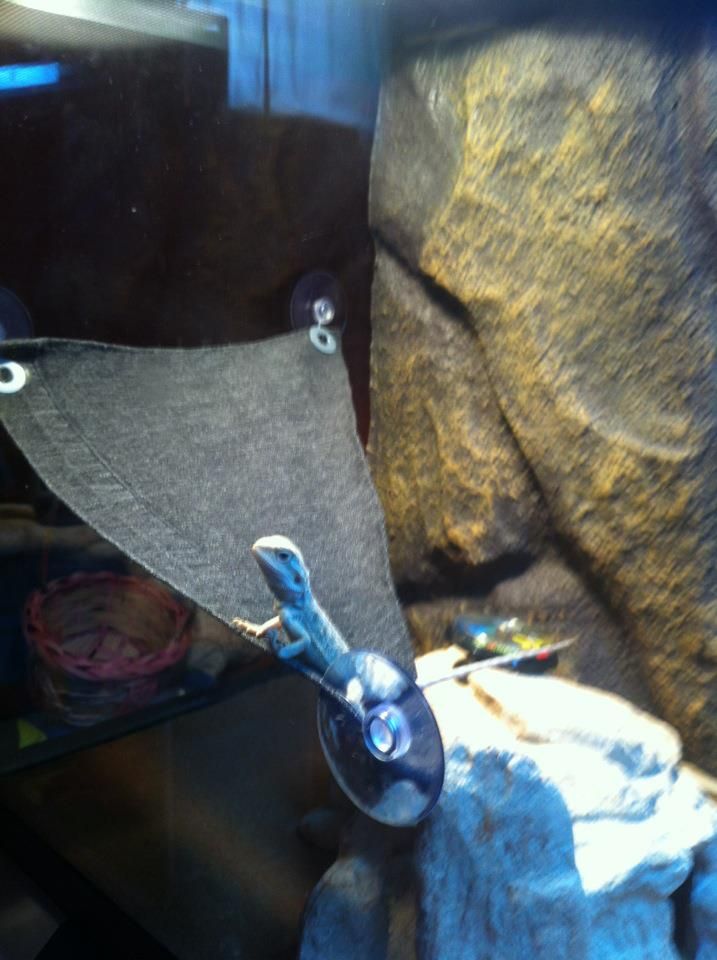homemadehammock-1.jpg