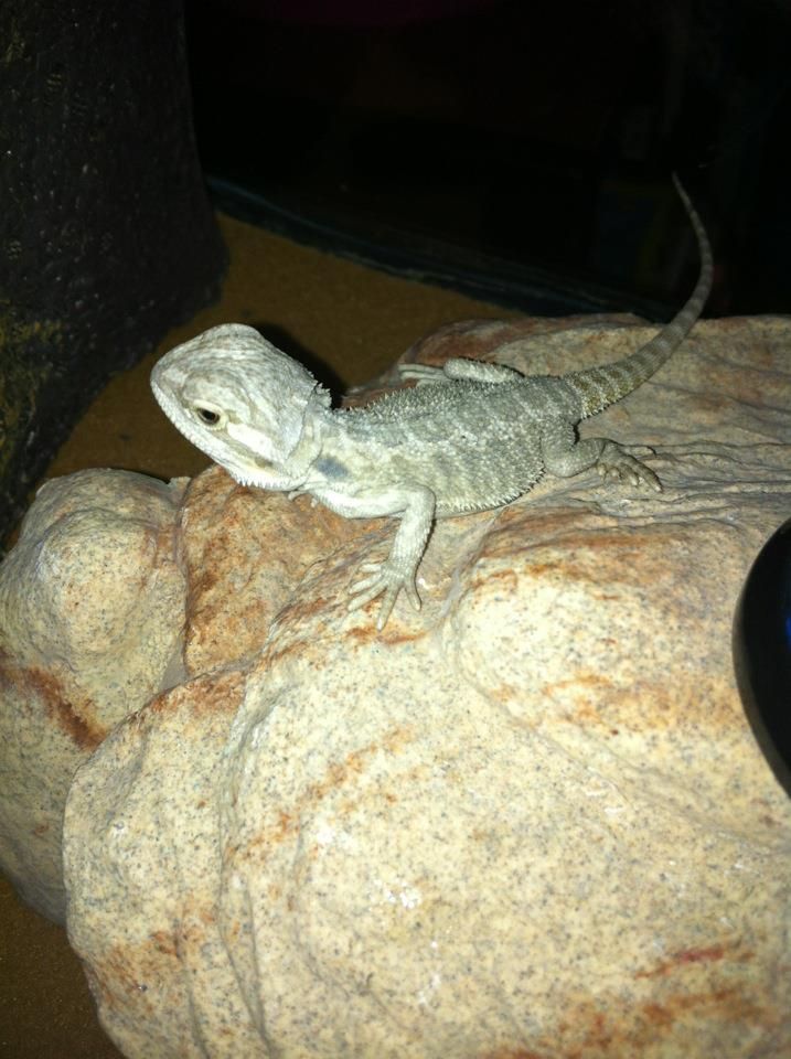 lizard.jpg