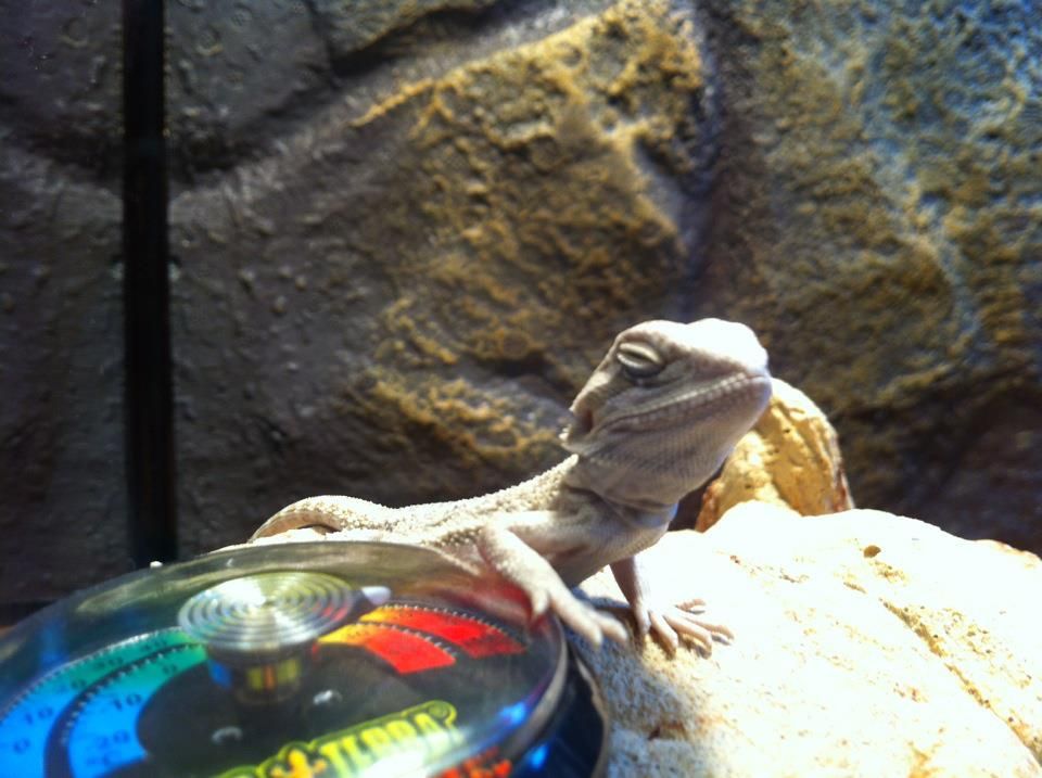 lizard2.jpg