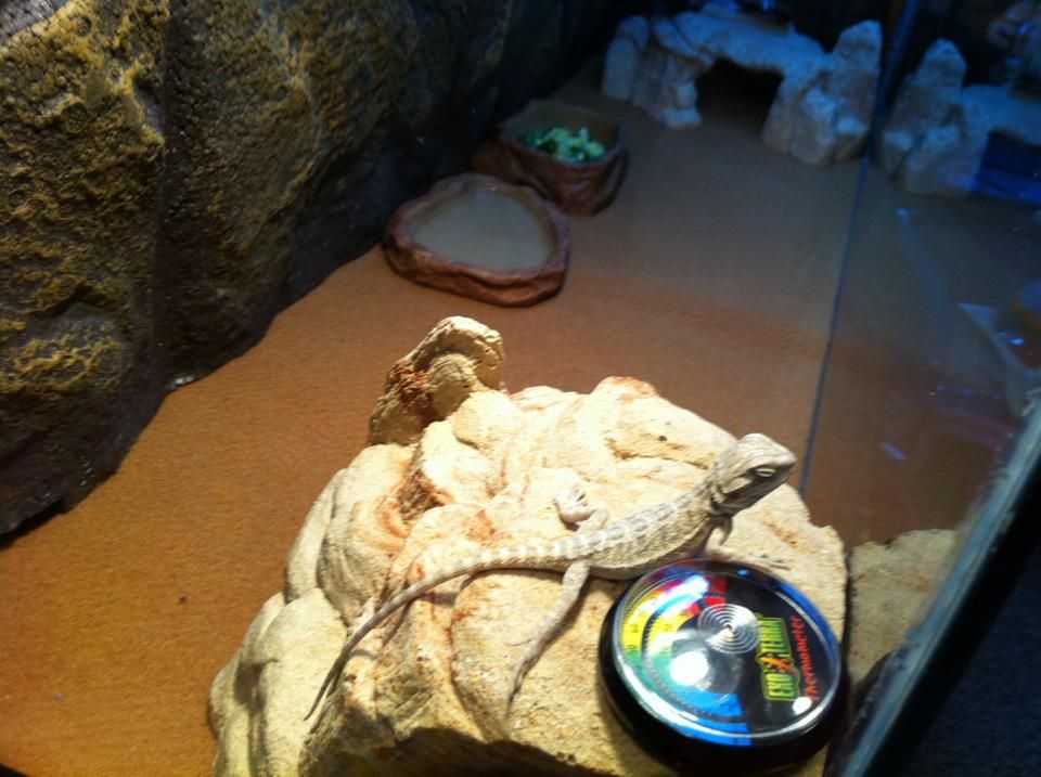 lizard3.jpg