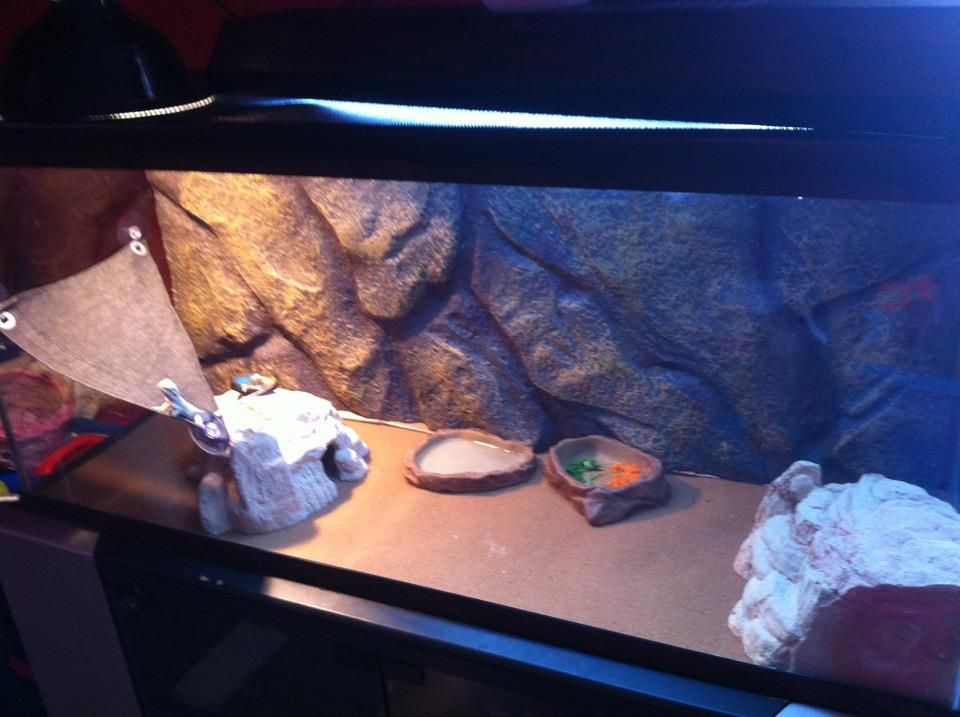 lizardset-up-1.jpg