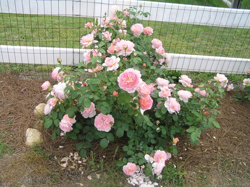 Carding Mill photo Roses5-19001.jpg