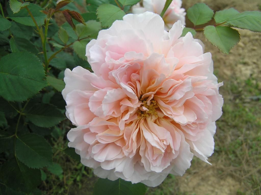 Tea Clipper photo Roses5-19004.jpg