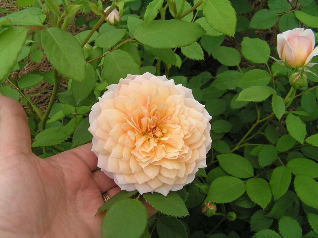 Grace photo Roses5-19006.jpg