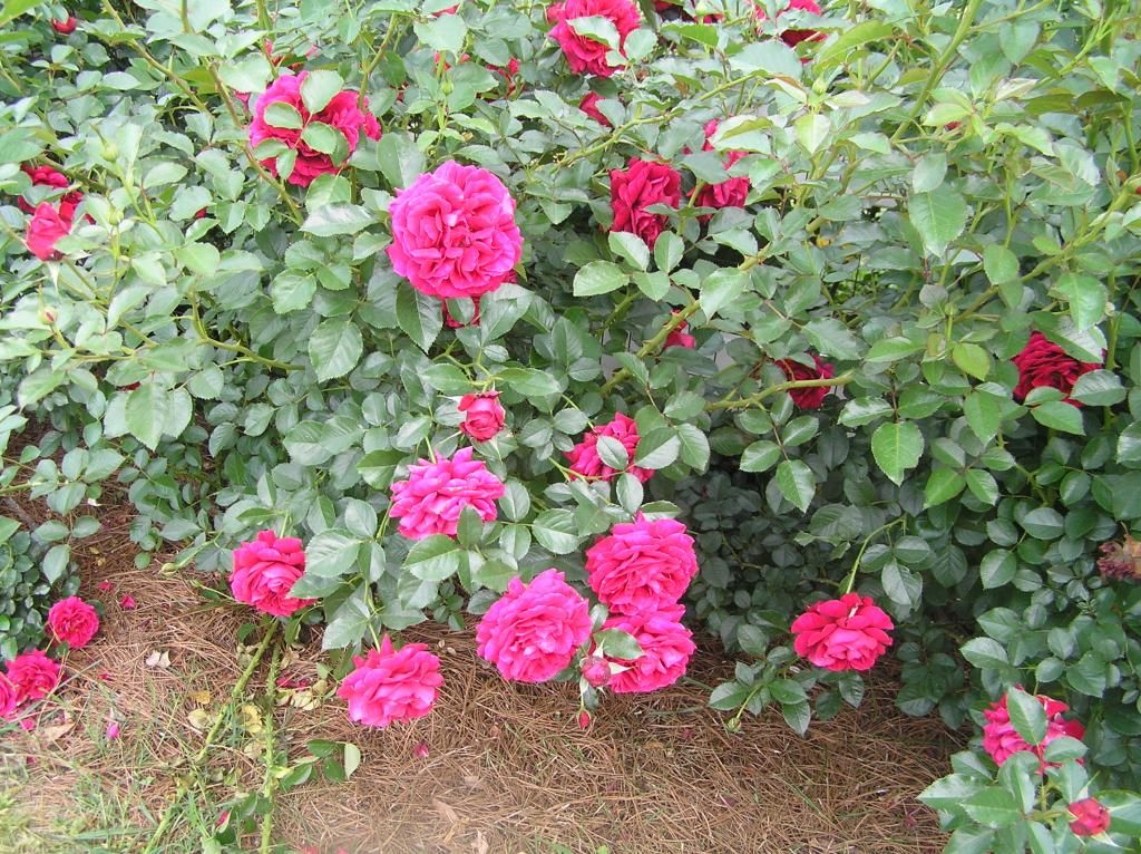 Courageous photo Roses5-19007.jpg