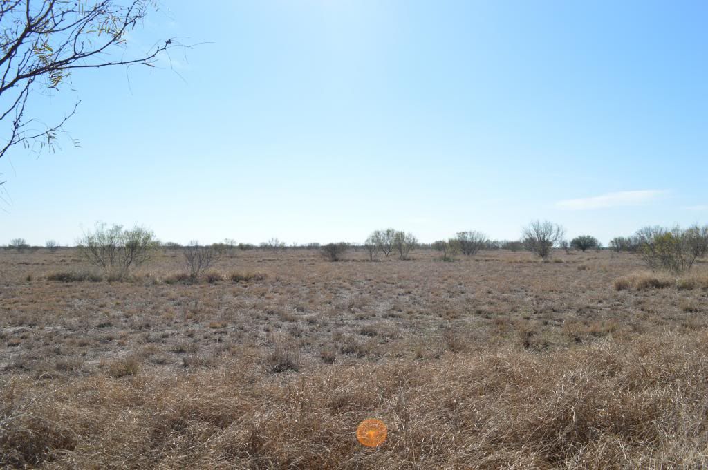 SOUTH TEXAS DOVE LEASE LA PRYOR, TX & DEVINE, TX Texas Hunting Forum