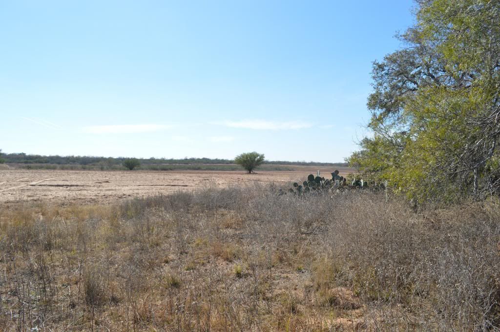 SOUTH TEXAS DOVE LEASE LA PRYOR, TX & DEVINE, TX Texas Hunting Forum