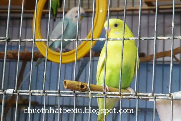 Bán chim Yến Phụng, Manh Manh, Sắc Nhật và lồng nuôi(có update thường xuyên)