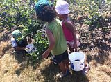 Blueberry Picking, Uploaded from the Photobucket iPad App