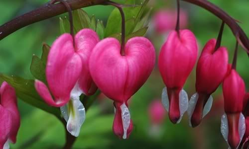 Bleeding Heart, Bunga Indah Nan Unik yang Berbentuk Seperti Hati