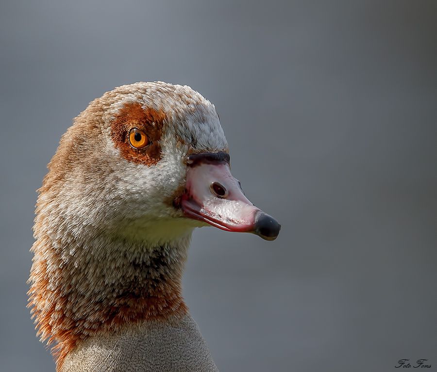 Fotografie