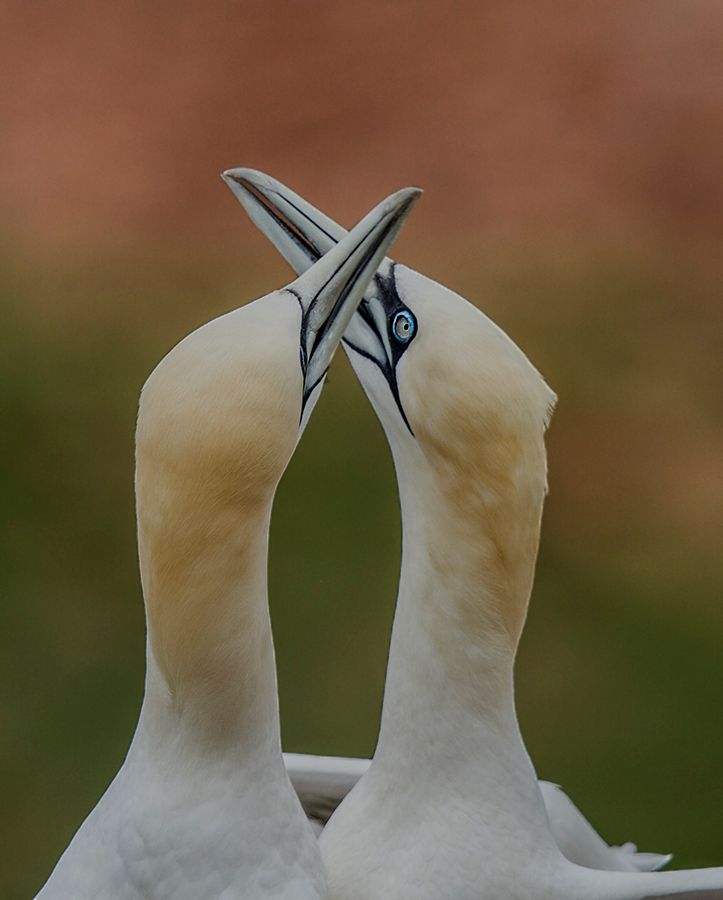 Fotografie