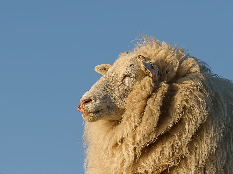 Fotografie