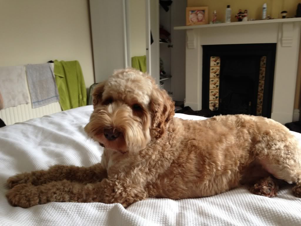 Cockapoo weight Page 2 I Love My Cockapoo Forums