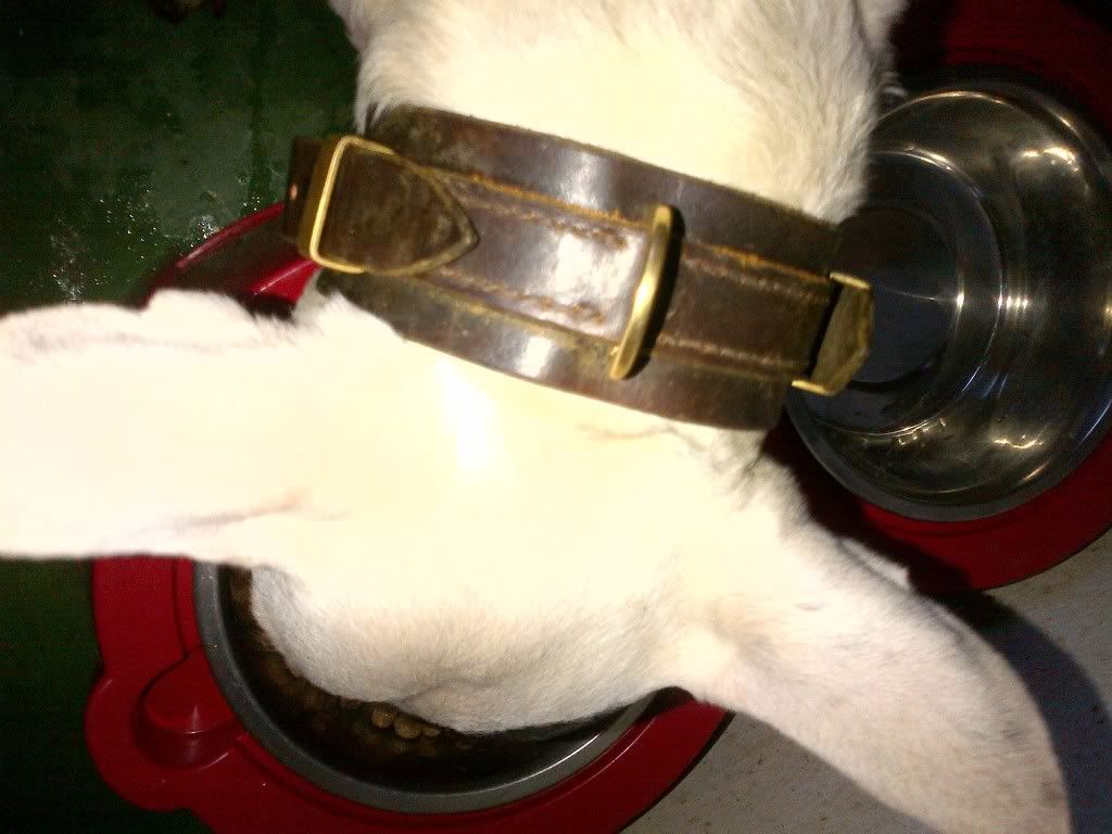 dog.jpg