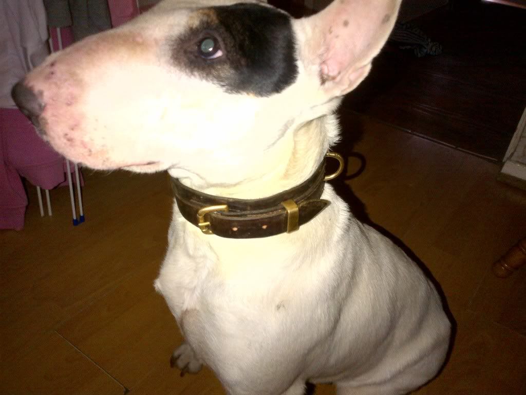 dog4.jpg