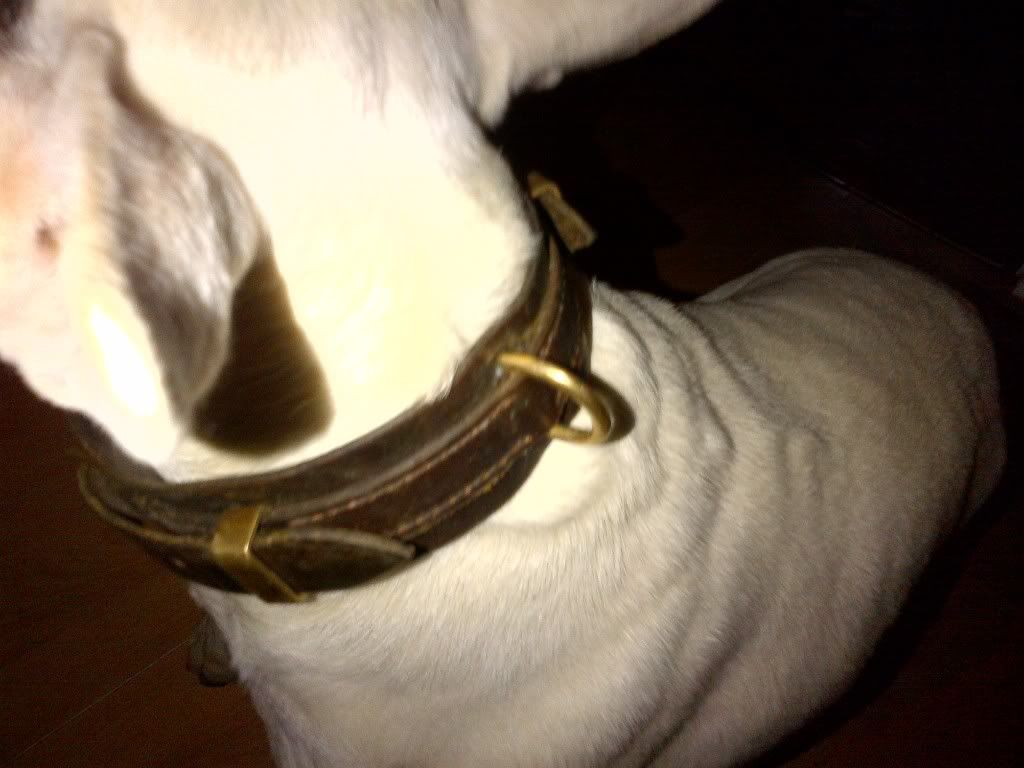 dog5.jpg