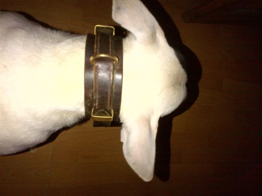 dog6-1.jpg