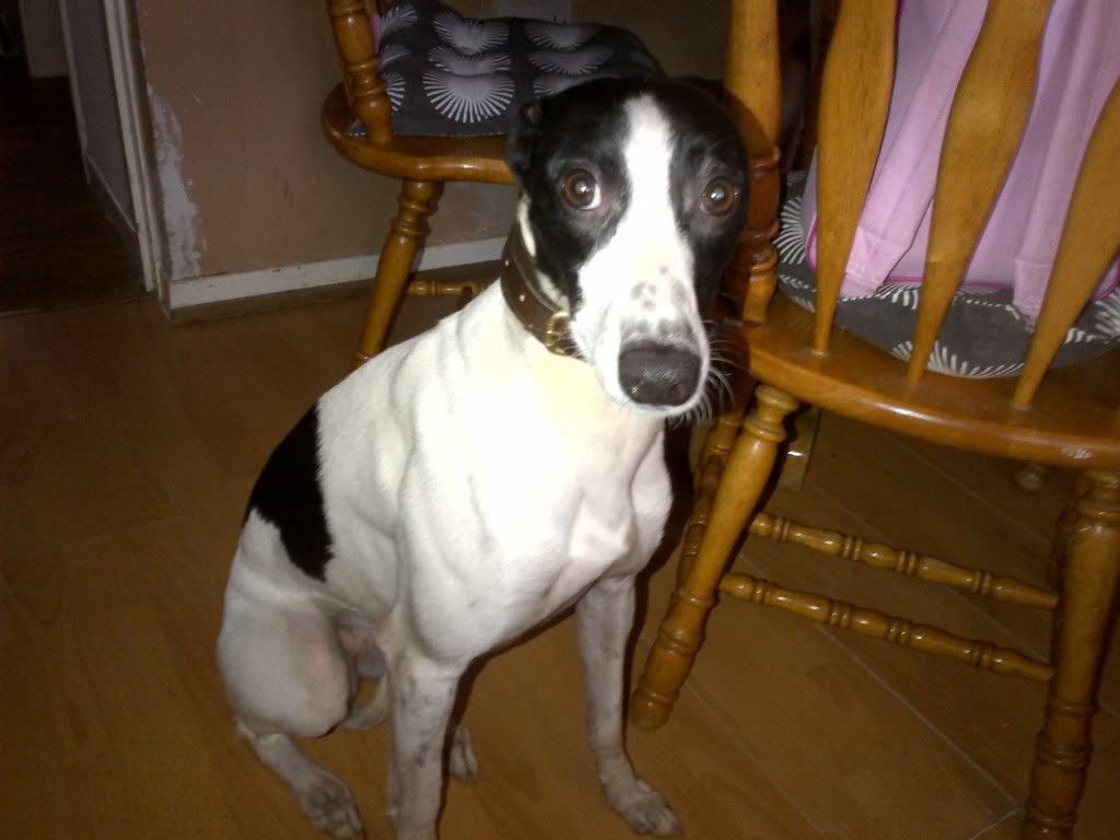 dog7.jpg