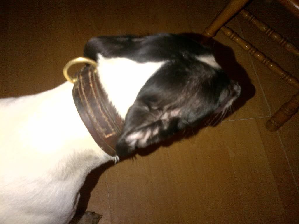 dog9.jpg
