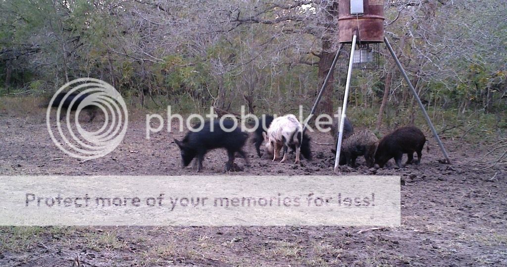 A Few Hogs... South Texas Hunting Outfitters - HuntingNet.com Forums