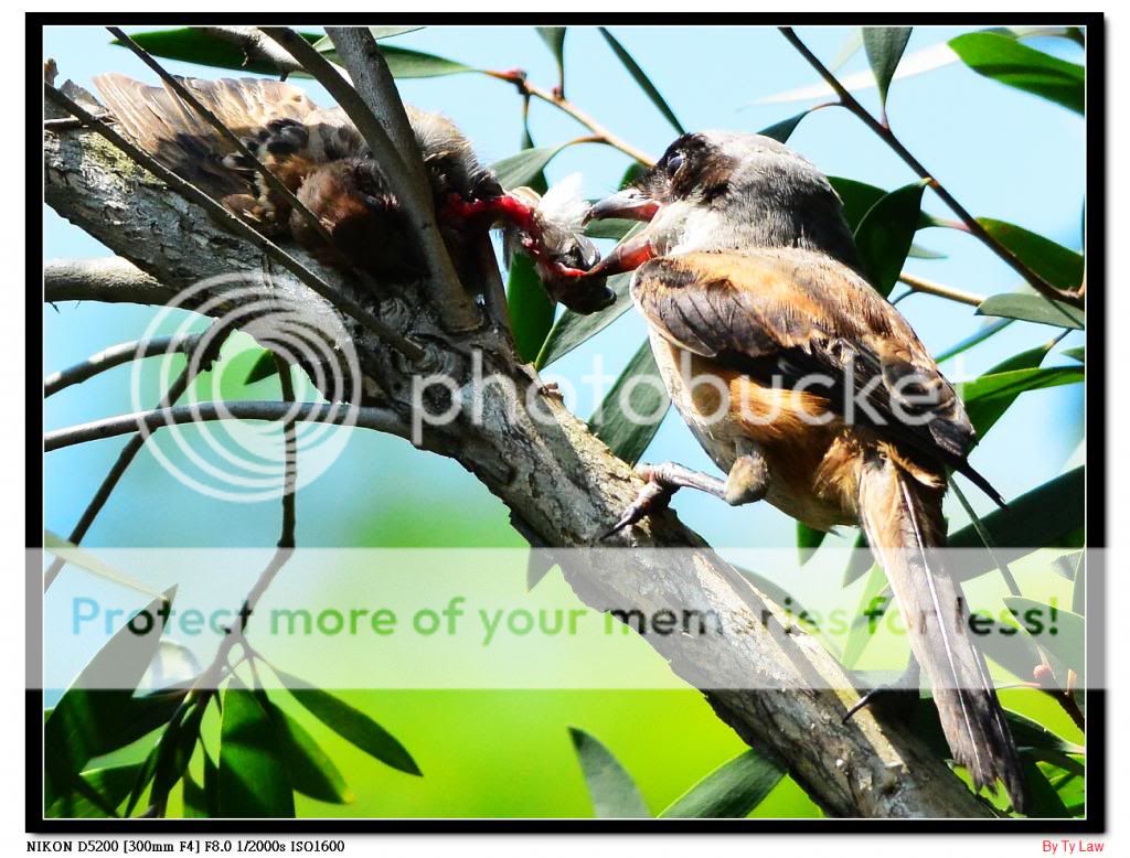 弱肉强食血腥全纪录-伯劳食麻雀,重口味,不喜勿入!