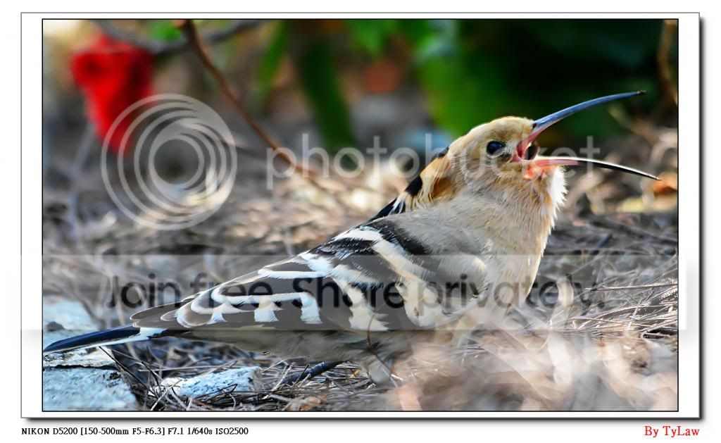 戴胜鸟之食虫篇