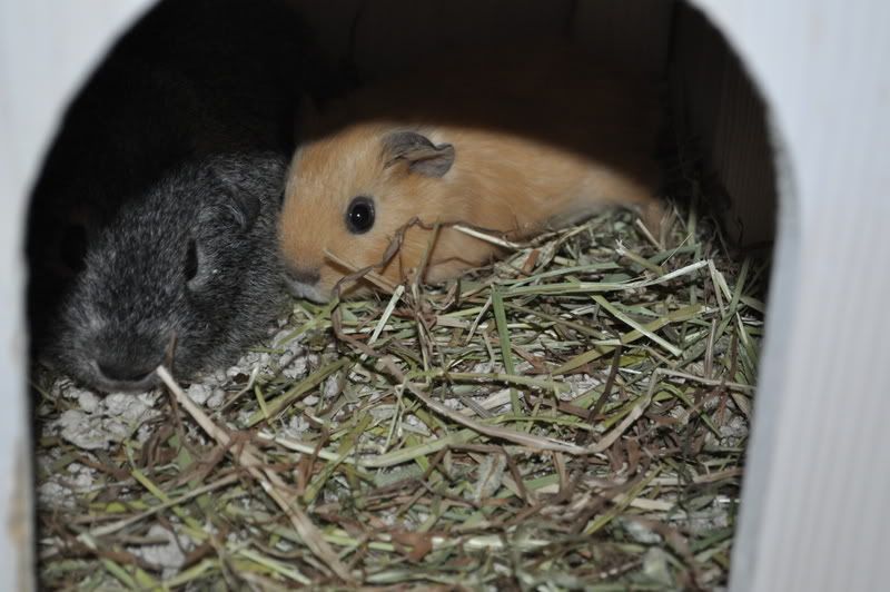 DSC_0005.jpg